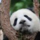 Google Panda - czym jest i jak działa?