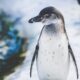 Google Pingwin - czym jest i w jaki sposób działa?